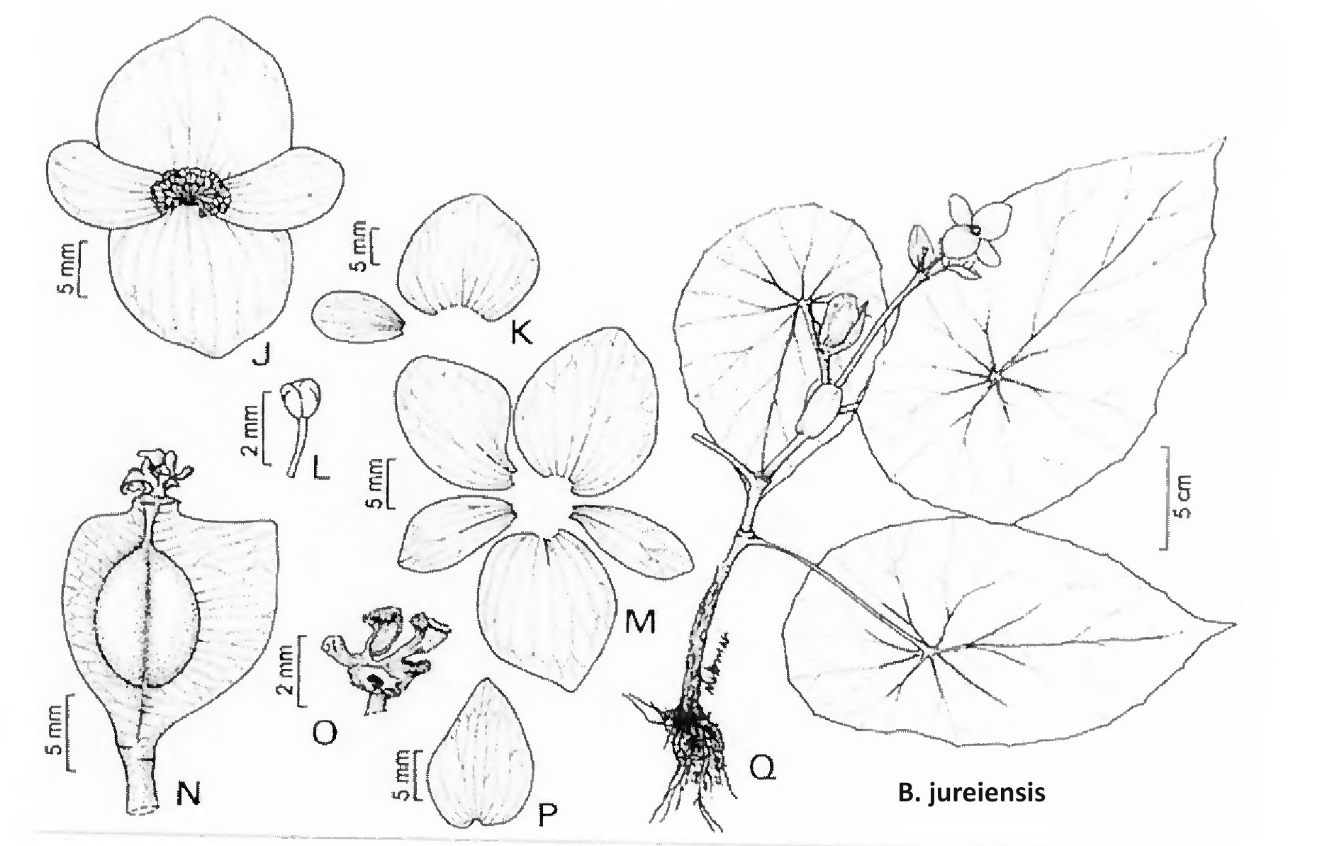 B. jureiensis